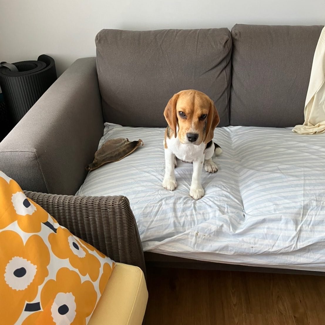 Beagle Welpen