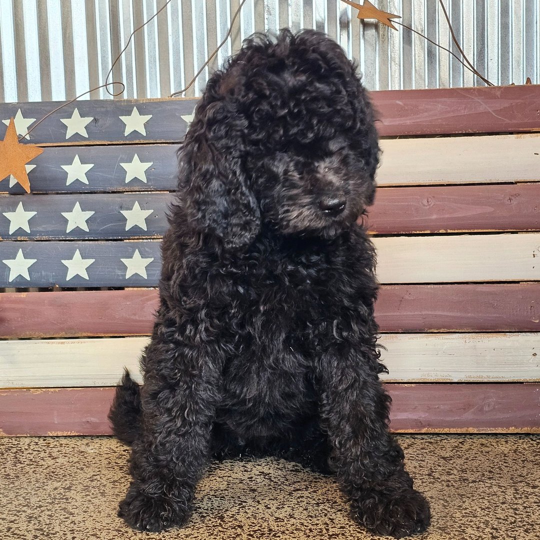 Bernedoodle Welpen