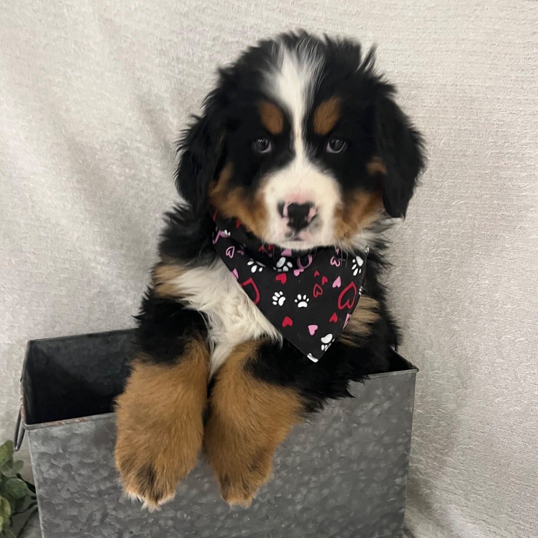 Berner Sennenhund