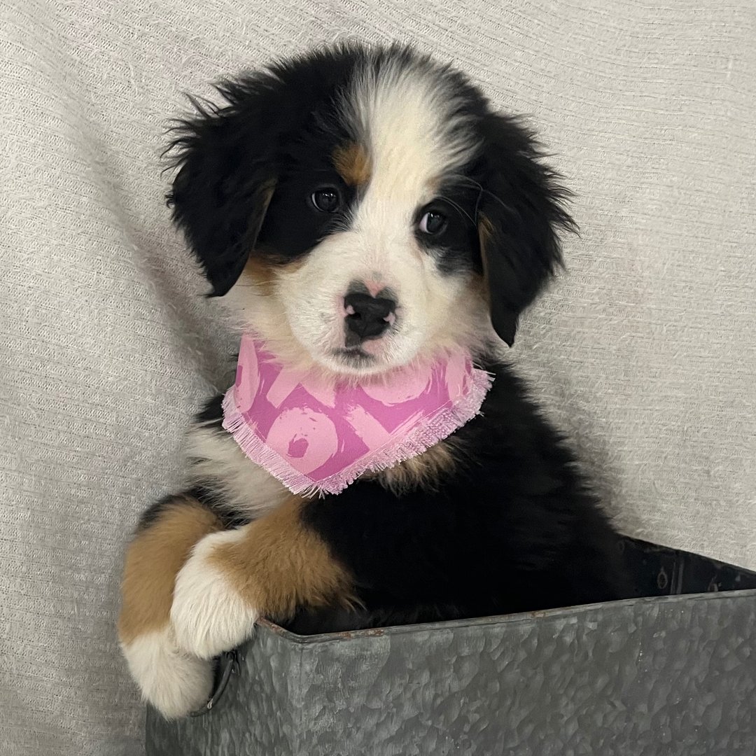 Kara – Berner Sennenhund
