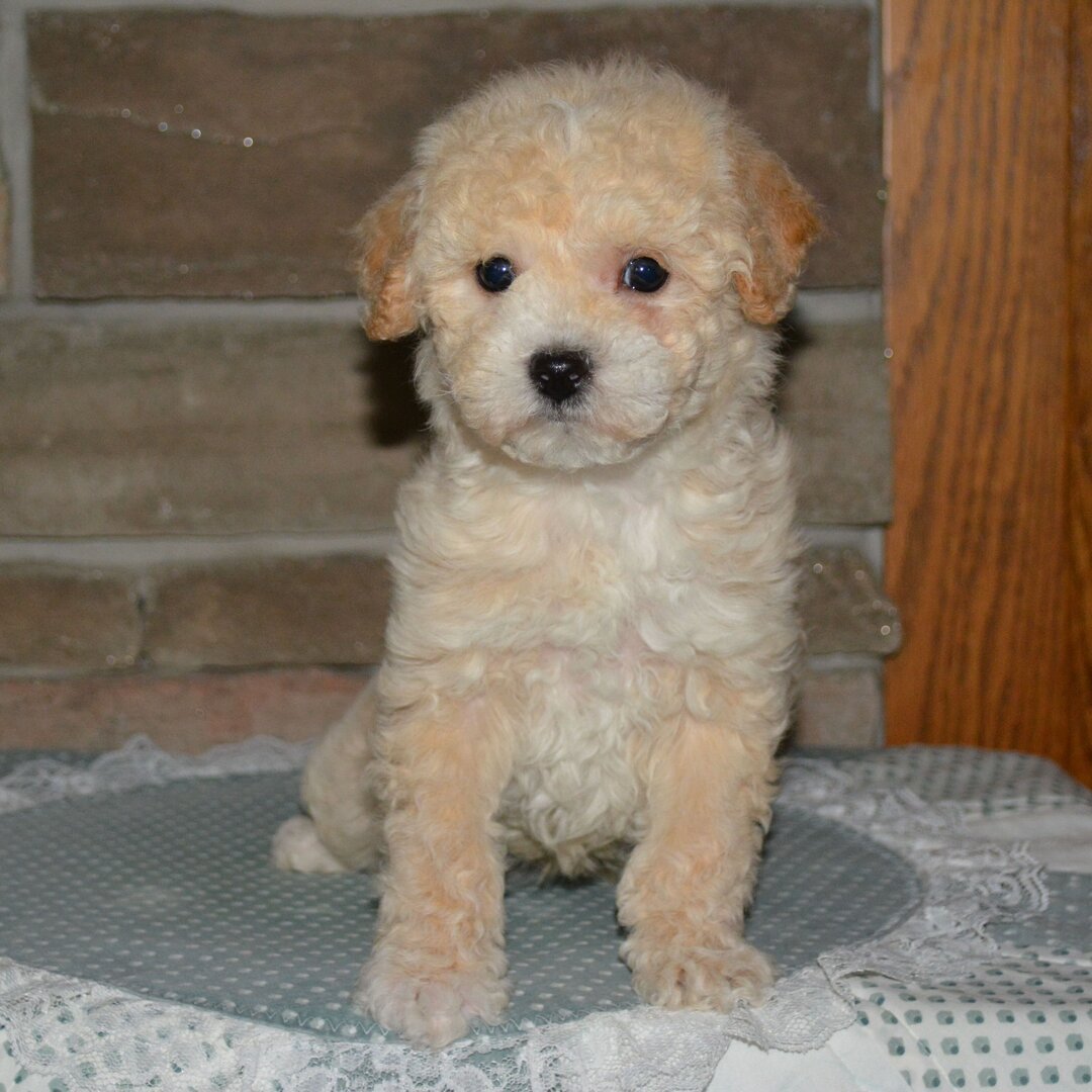 Bichonpoo Welpen