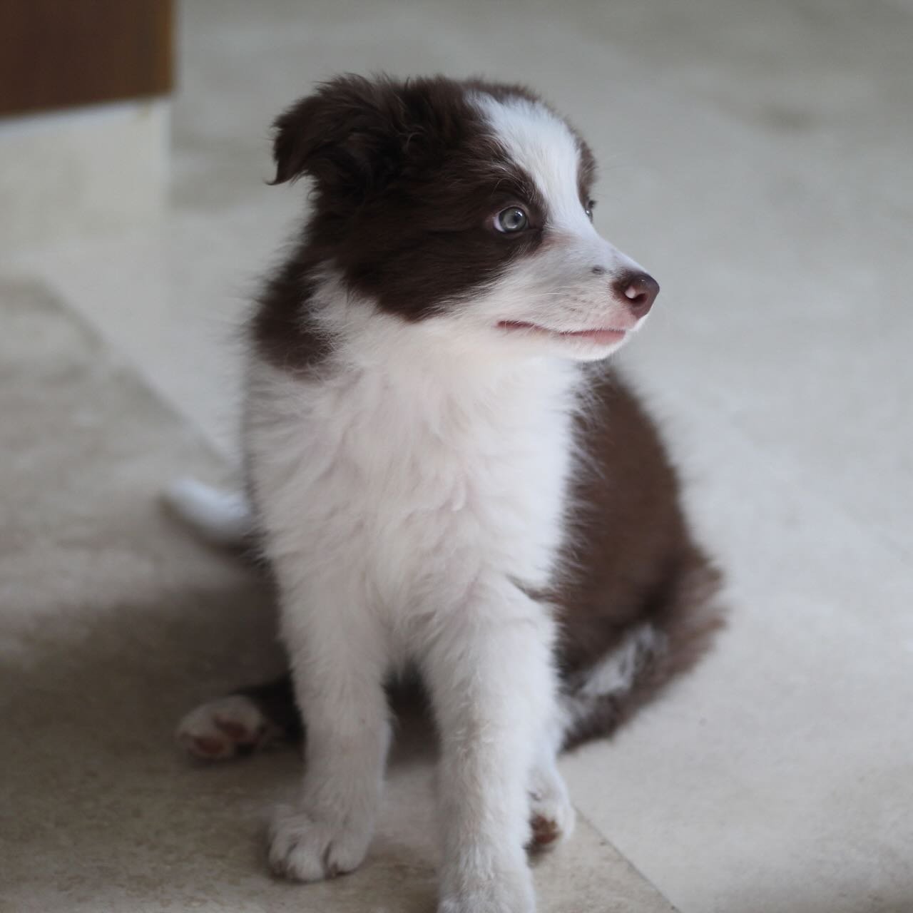 Border Collie Welpen