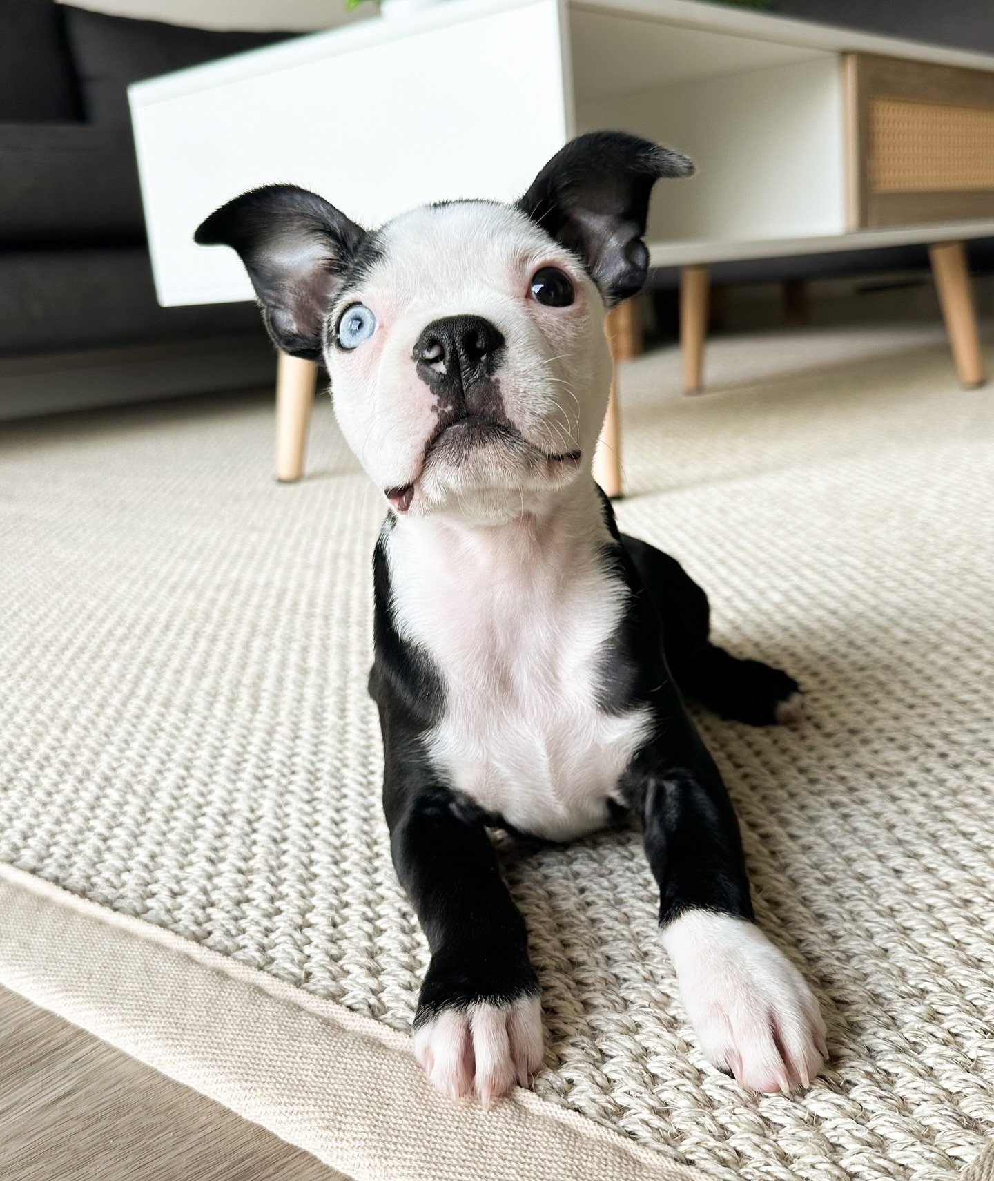 Boston Terrier Welpen