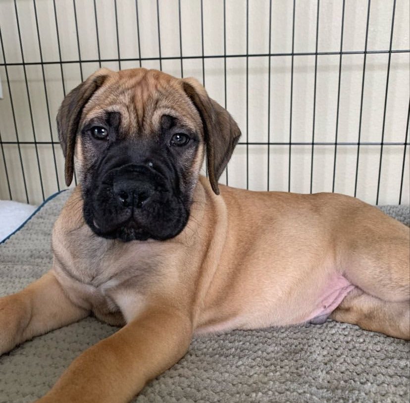 Bullmastiff Welpen