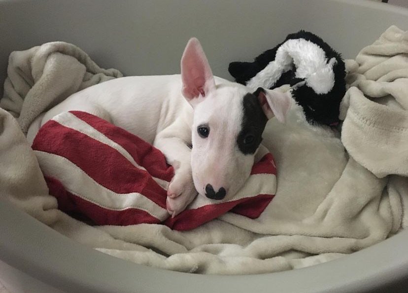 Bull Terrier Welpen