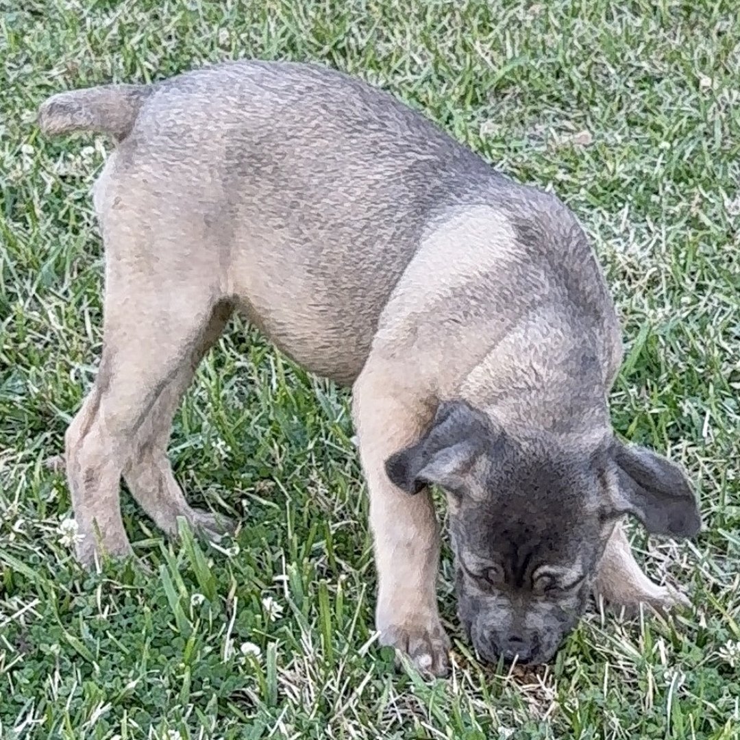 Lilac – Cane Corso