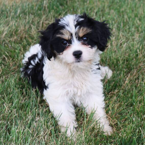 Cavachon Welpen