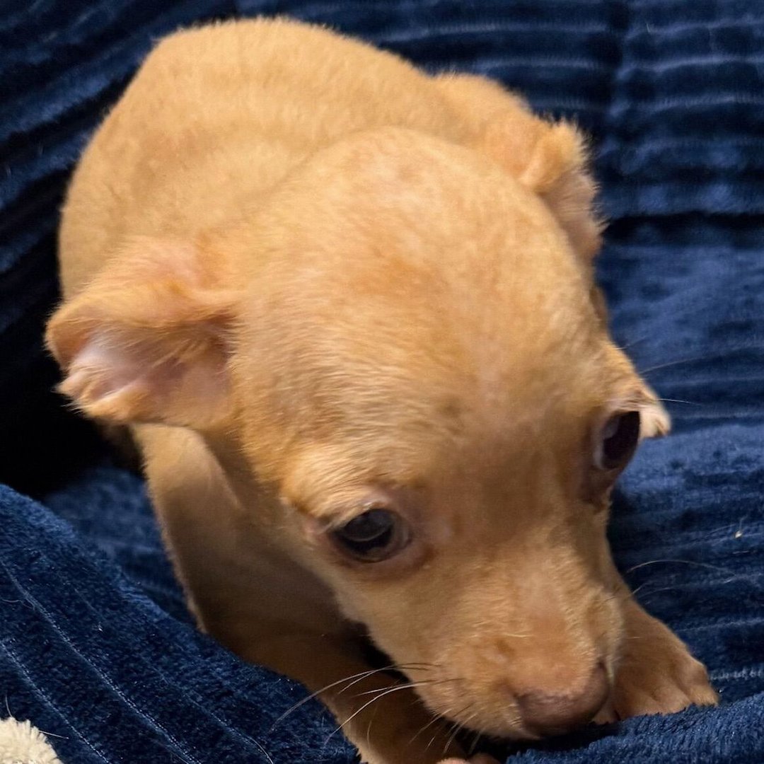 Baxter – Chihuahua
