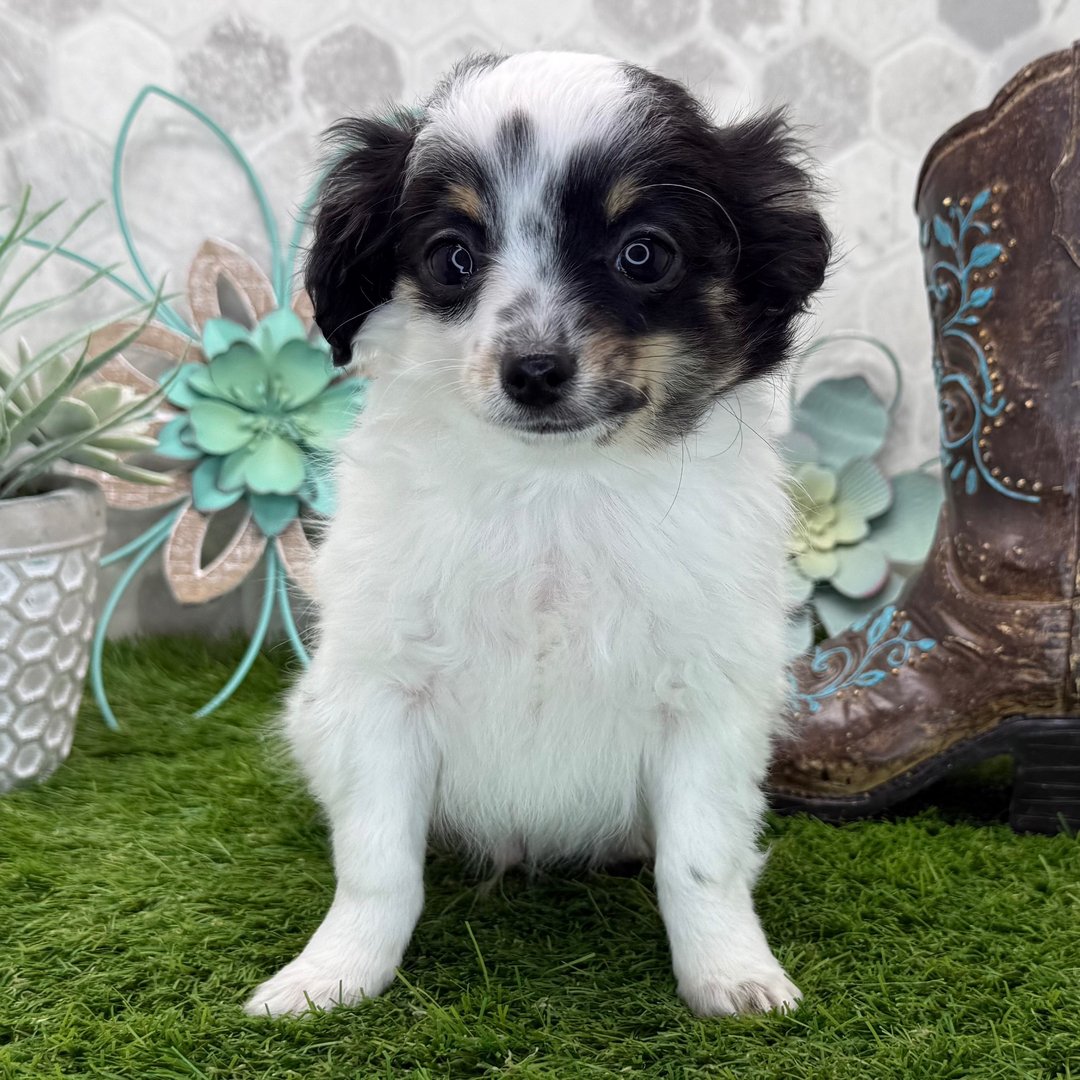 Chihuahua