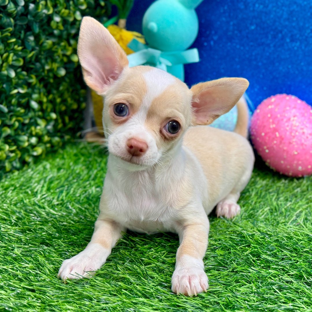 Chihuahua Welpen