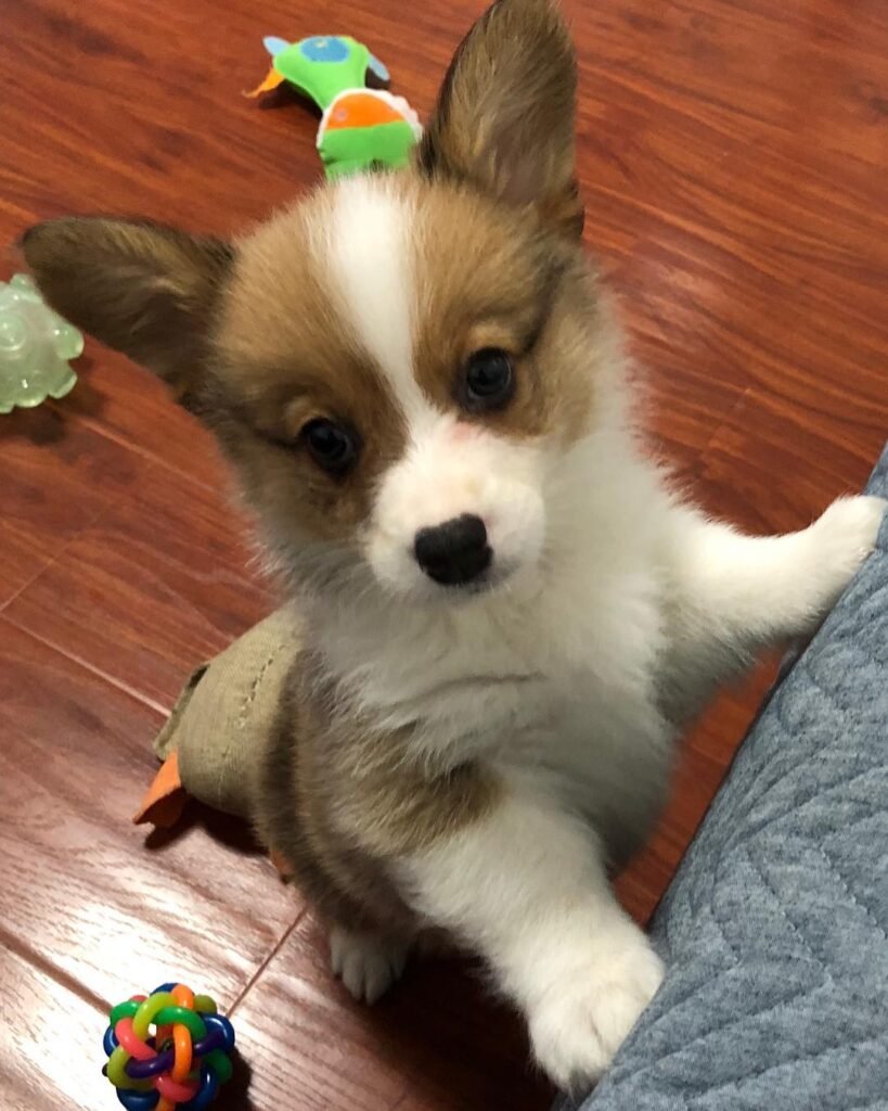 Corine – Corgi