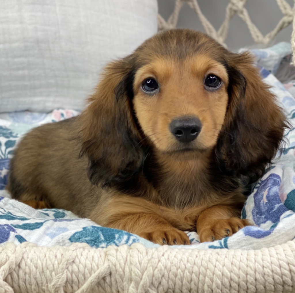 Kara – Berner Sennenhund