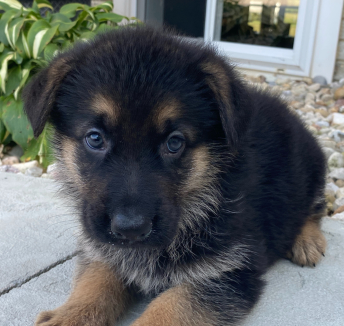 Deutscher Schäferhund
