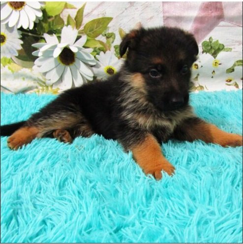 Deutscher Schäferhund Welpen