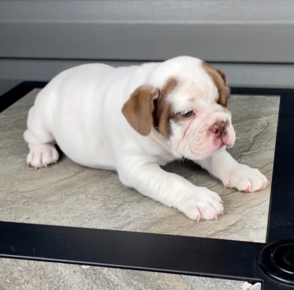 Englische Bulldogge Welpen