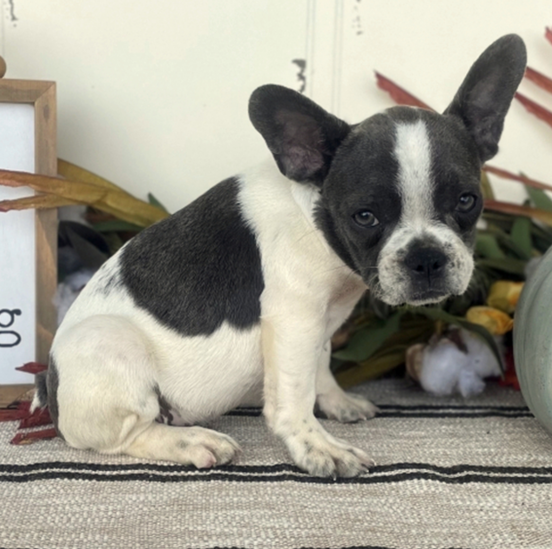 Französische Bulldogge Welpen