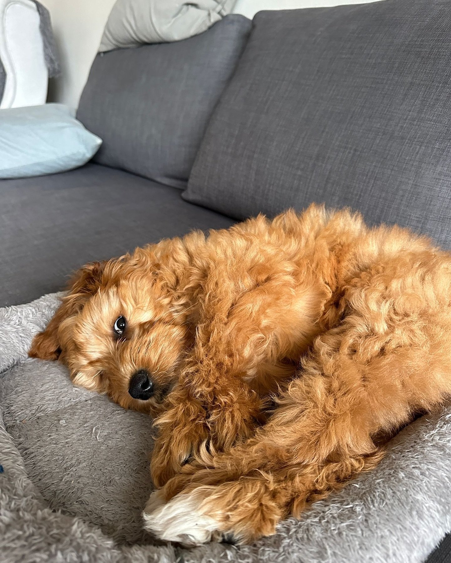 Goldendoodle Welpen