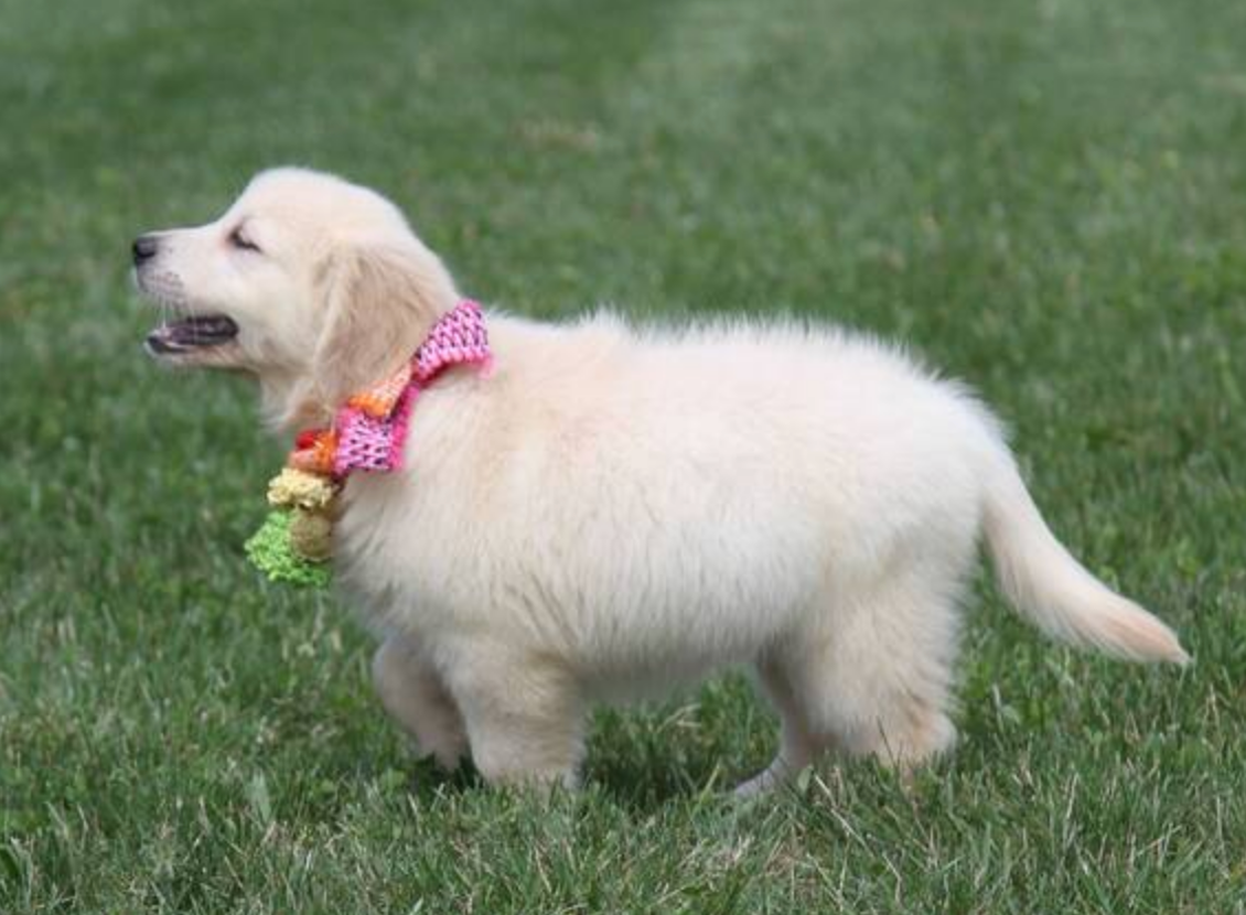 Golden Retriever Welpen