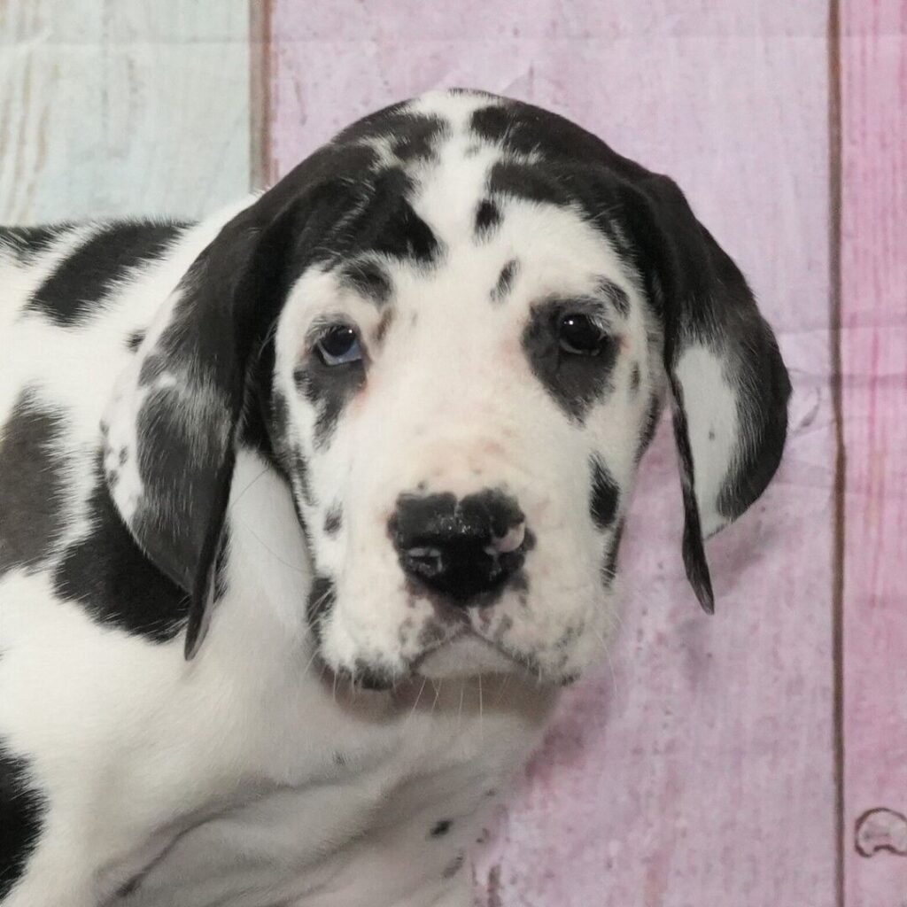 Gracie – Deutsche Dogge