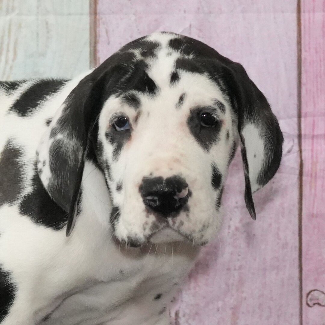 Gracie – Deutsche Dogge