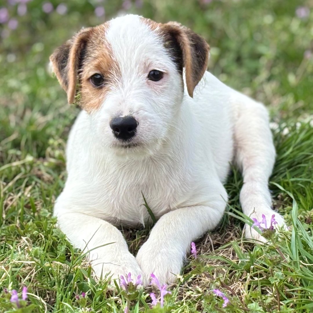 Jack Russell Terrier Welpen
