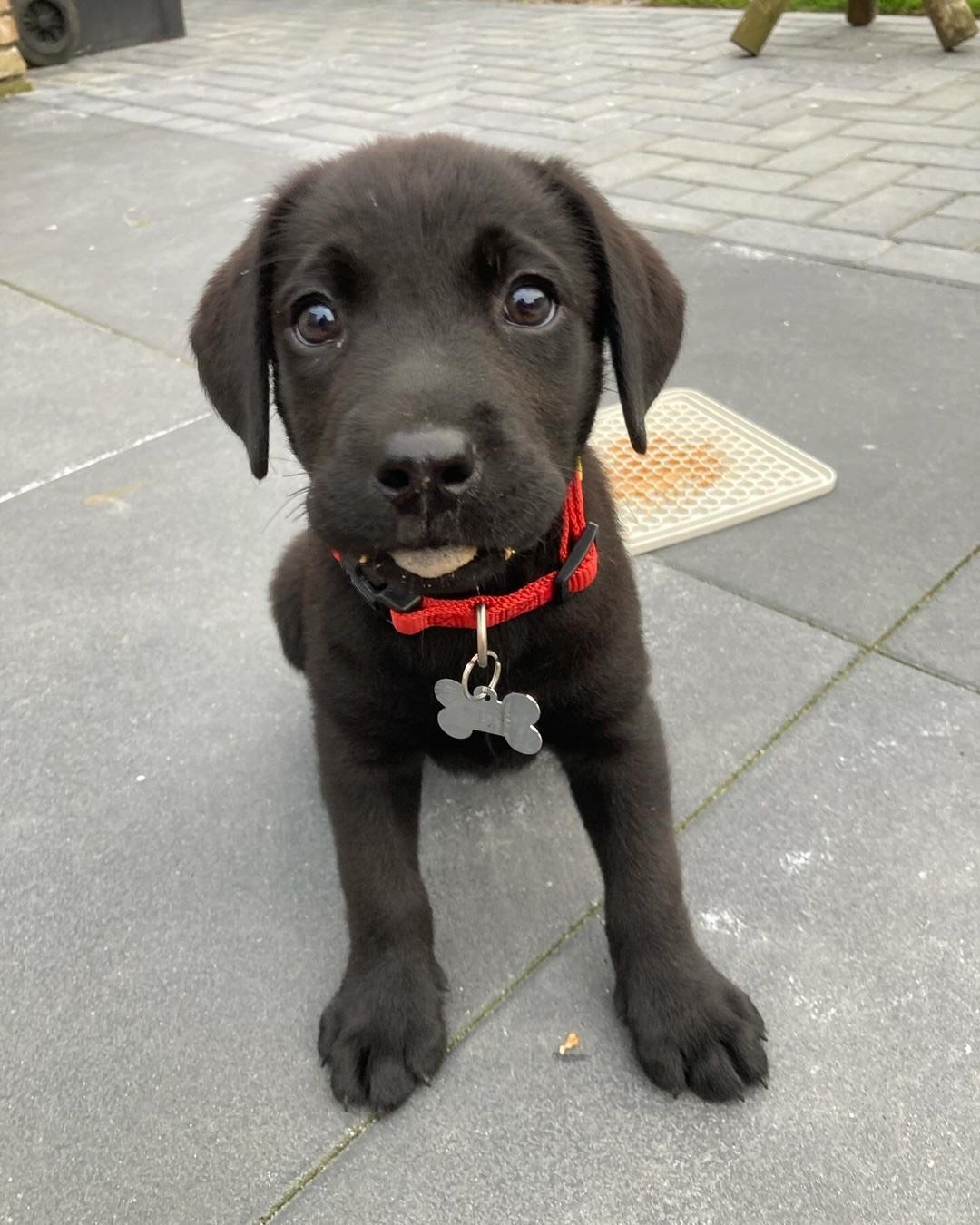 Labrador Retriever