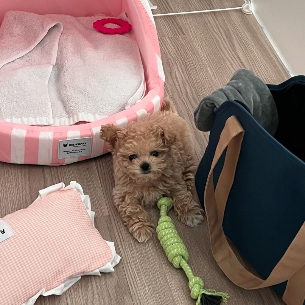 Cooky – Maltipoo