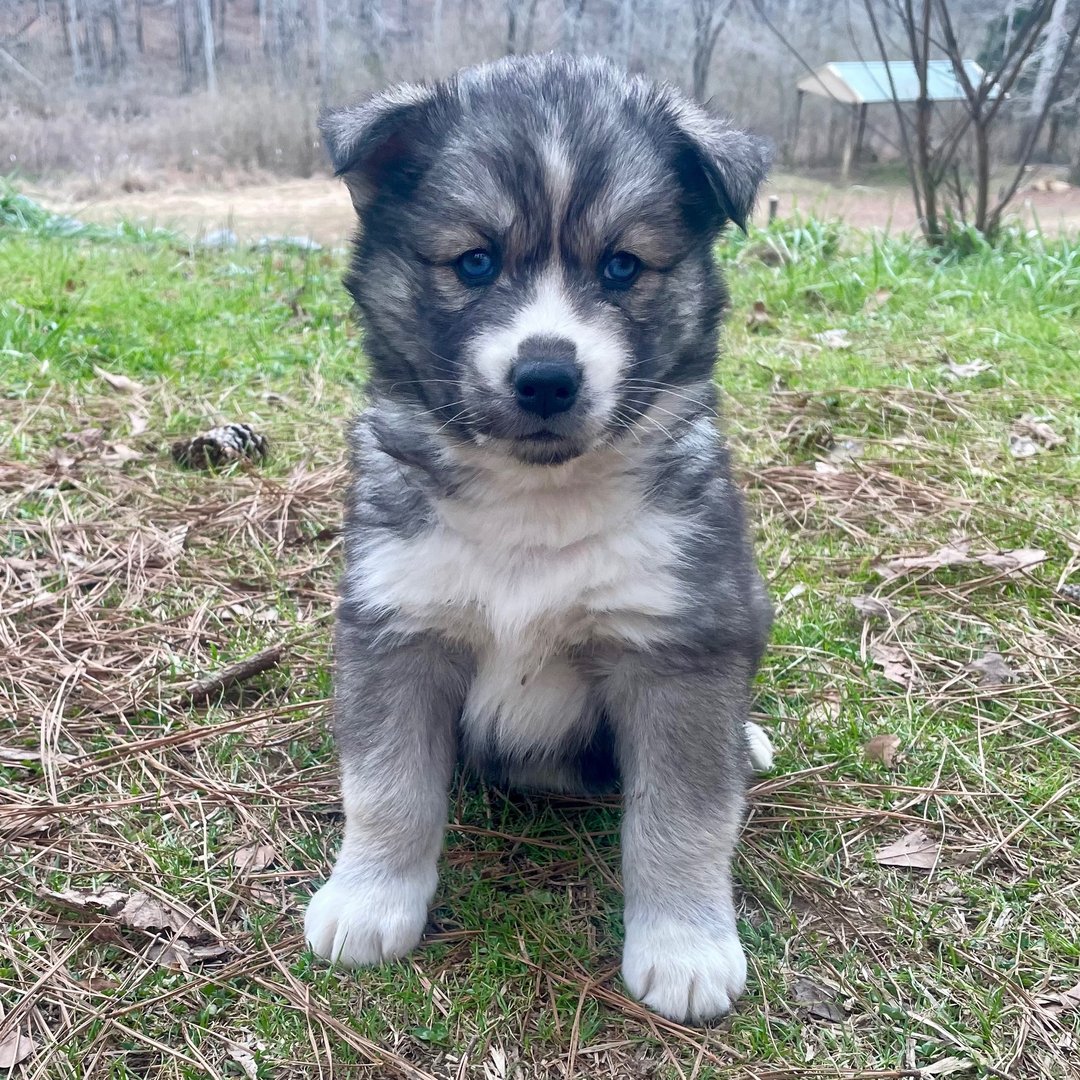 Eros – Siberian Husky
