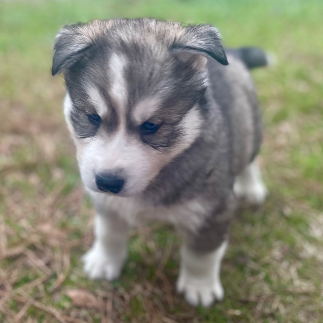 Siberian Husky