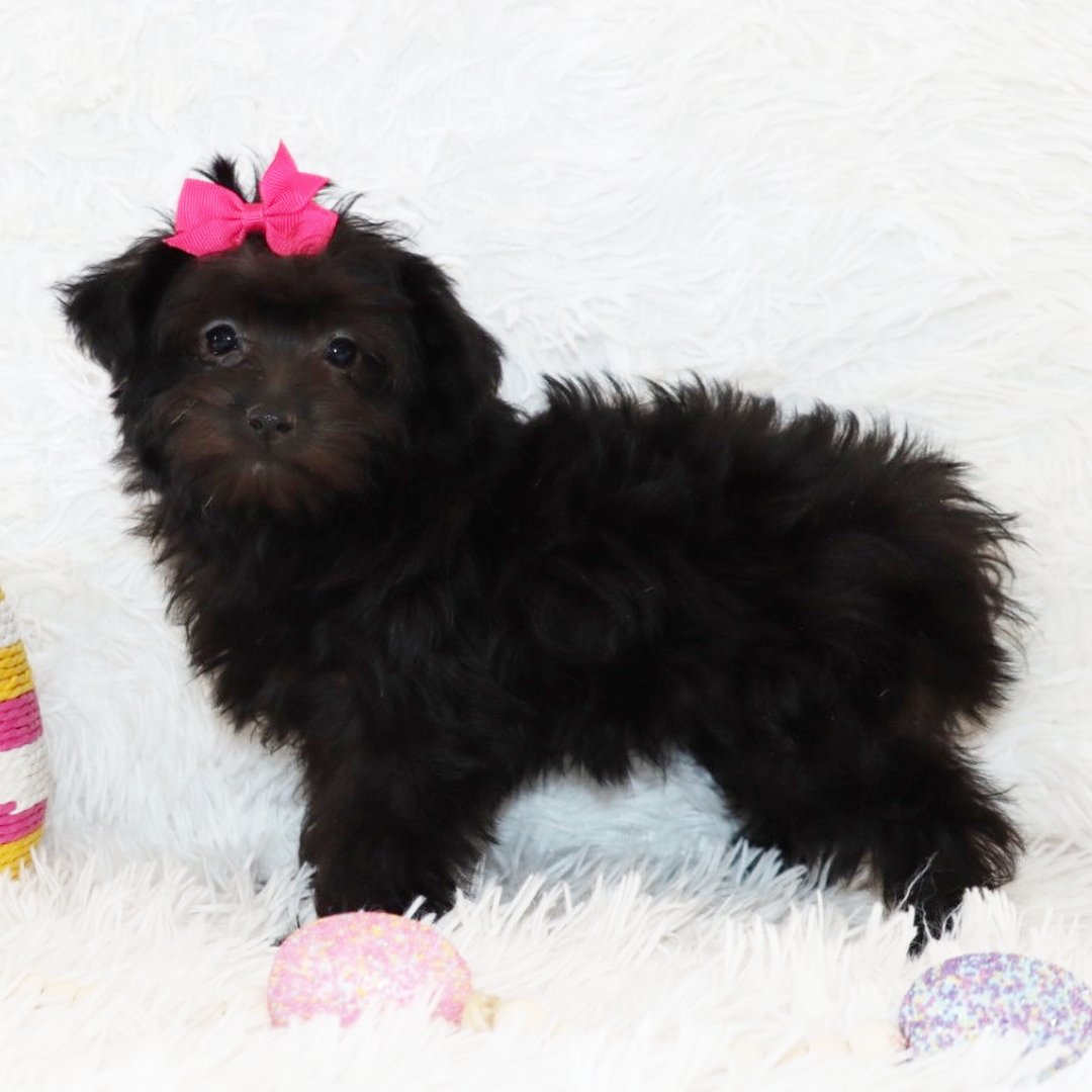 Yorkiepoo Welpen