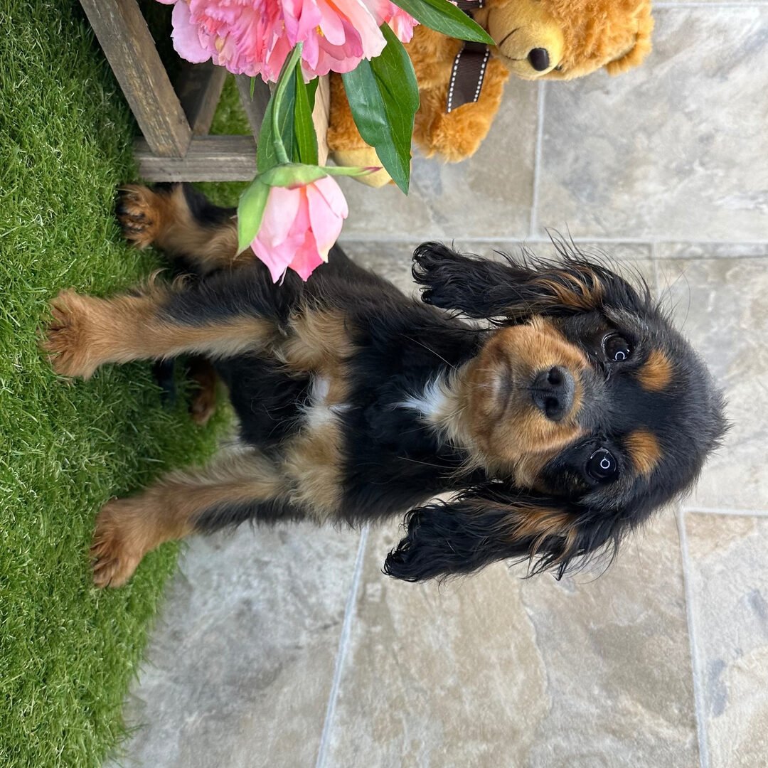 Cavalier King Charles Spaniel