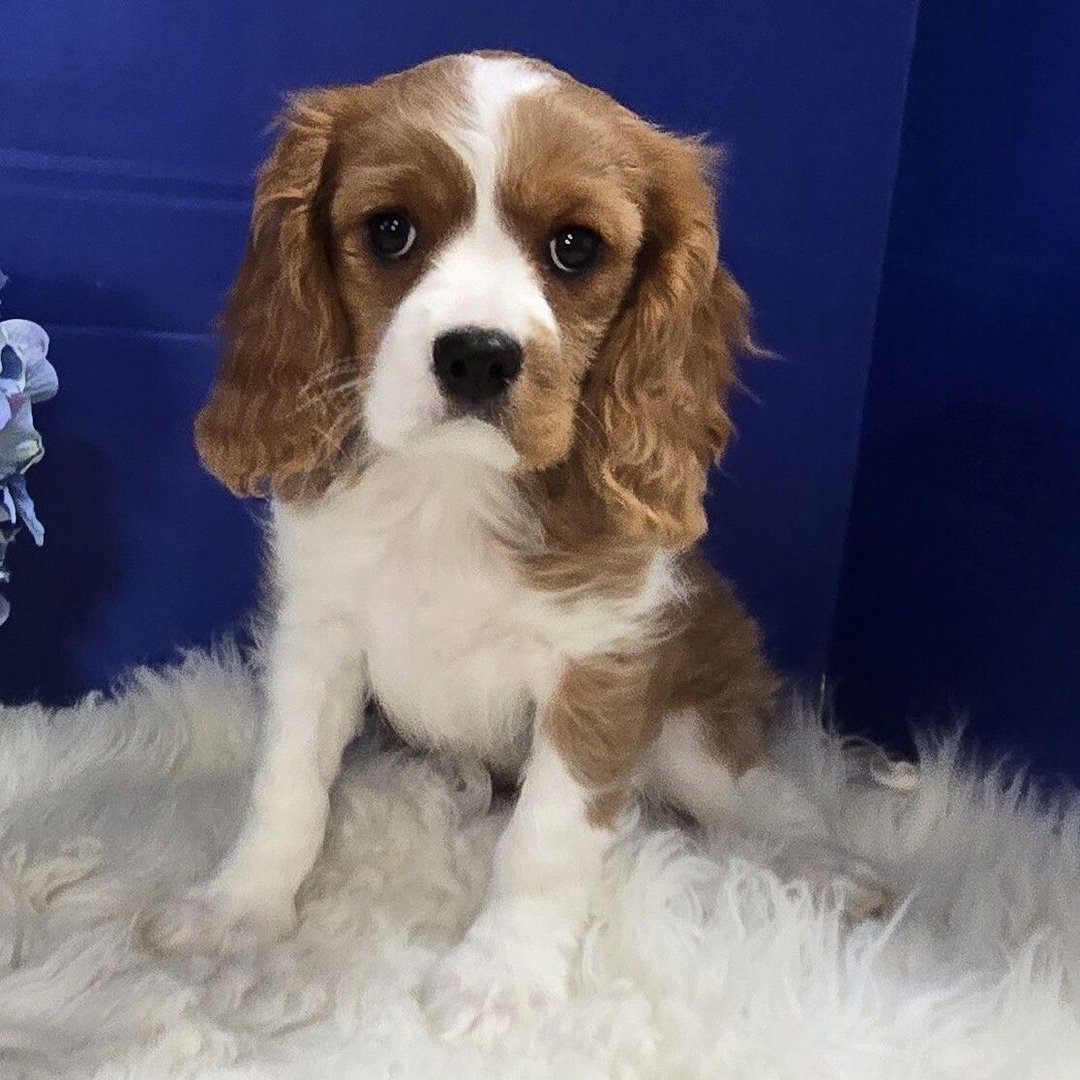 Kenzie – Cavalier King Charles Spaniel